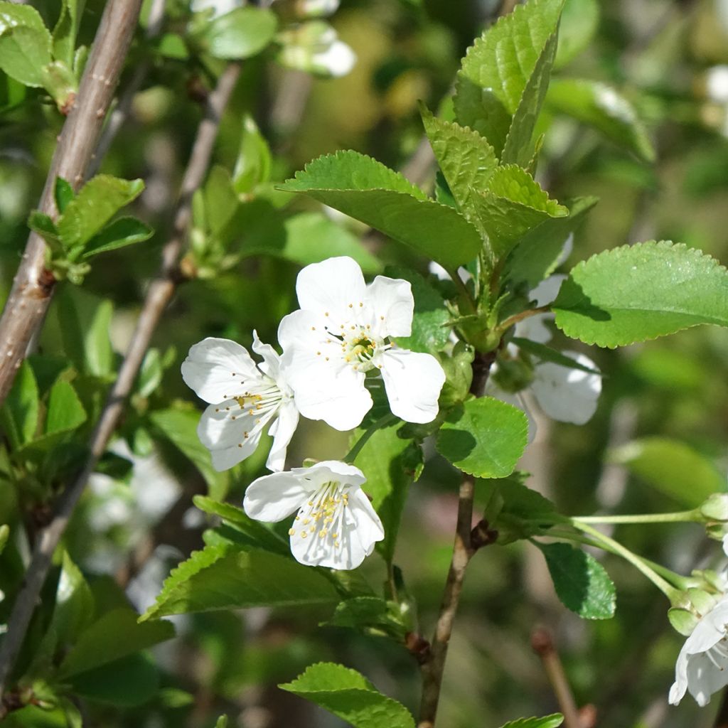 Sauerkirsche Kelleriis16 Bio - Prunus cerasus