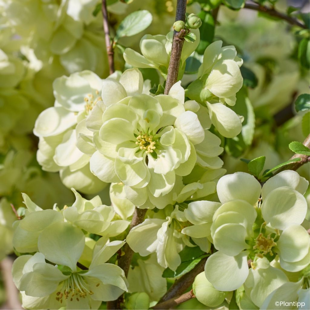 Zierquitte Lemon Sorbet - Chaenomeles speciosa 