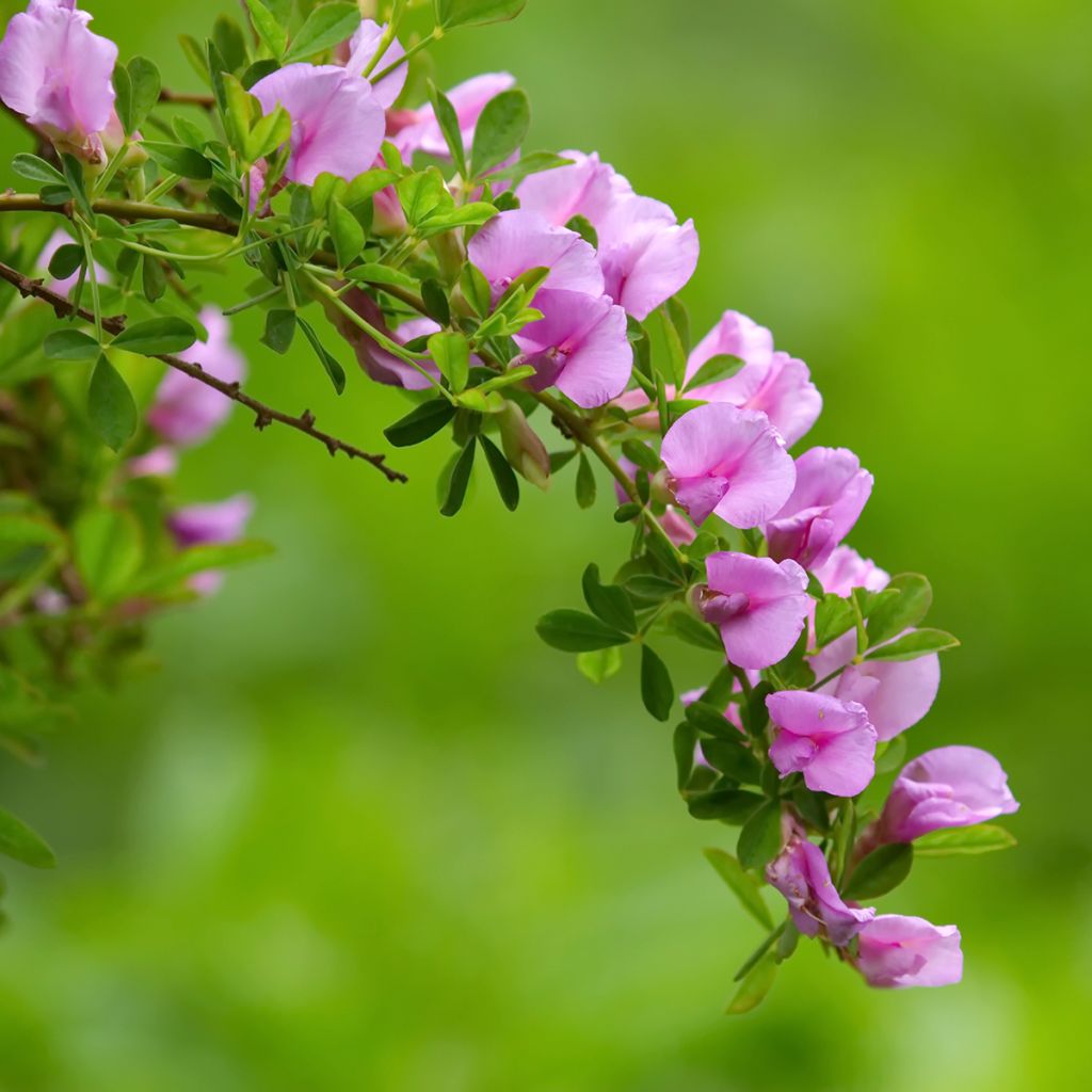 Chamaecytisus purpureus - Purpurroter Geißklee