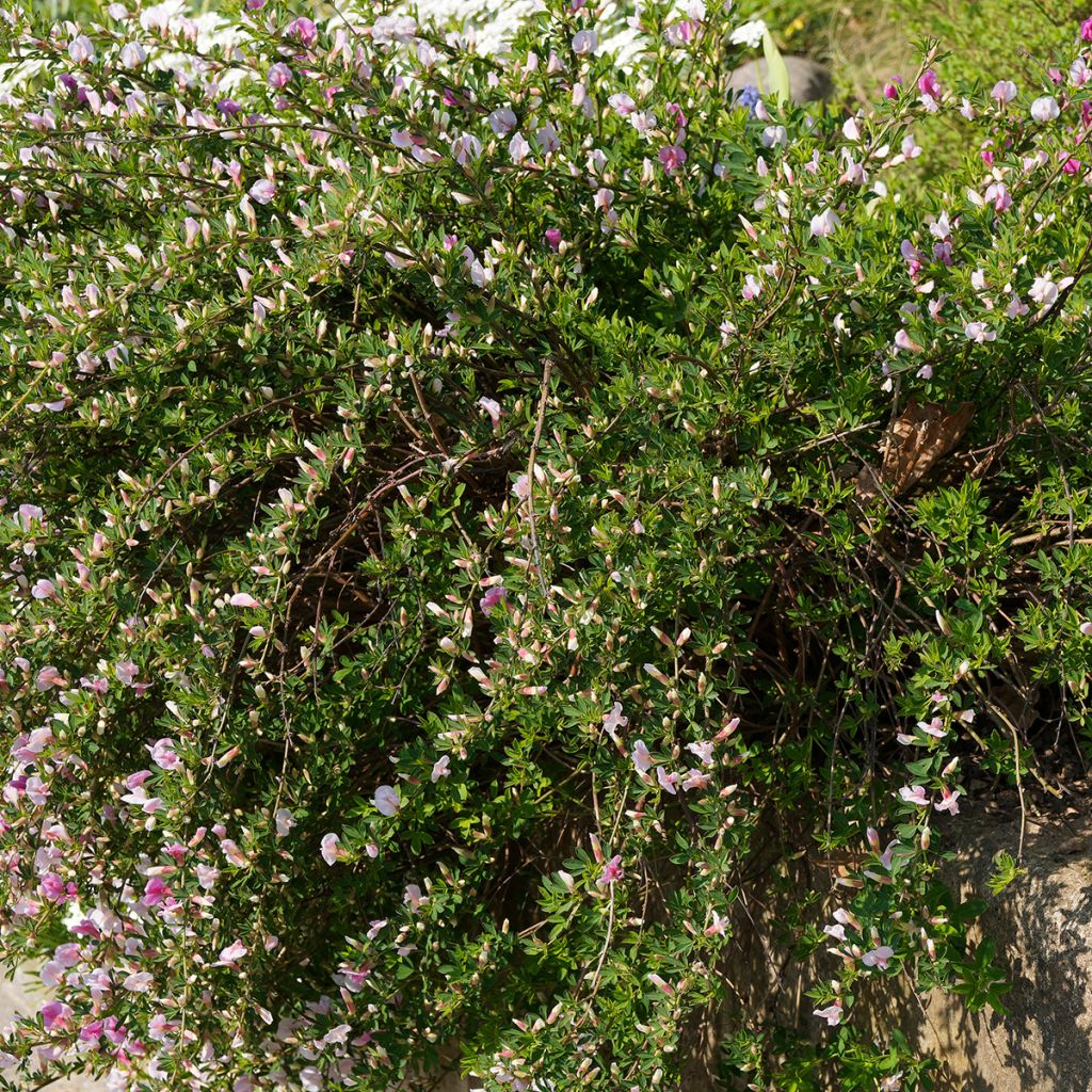 Chamaecytisus purpureus - Purpurroter Geißklee
