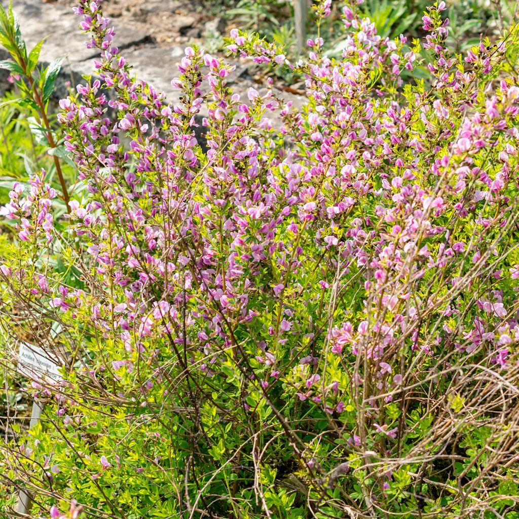 Chamaecytisus purpureus - Purpurroter Geißklee