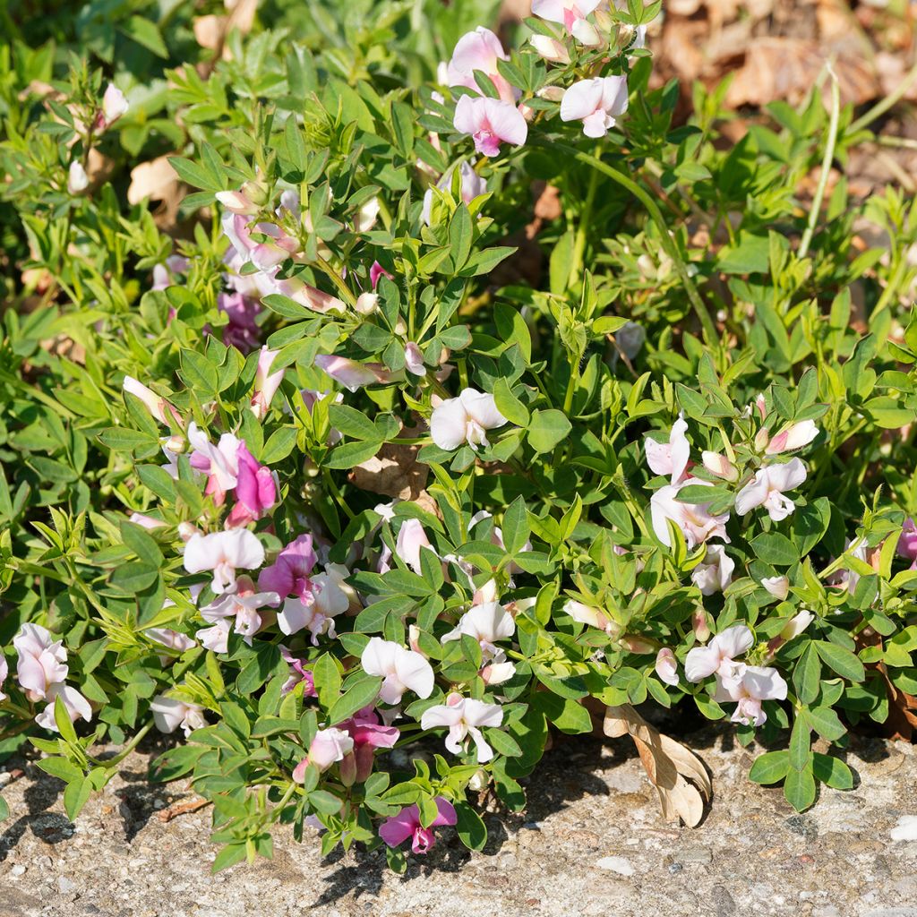 Chamaecytisus purpureus - Purpurroter Geißklee