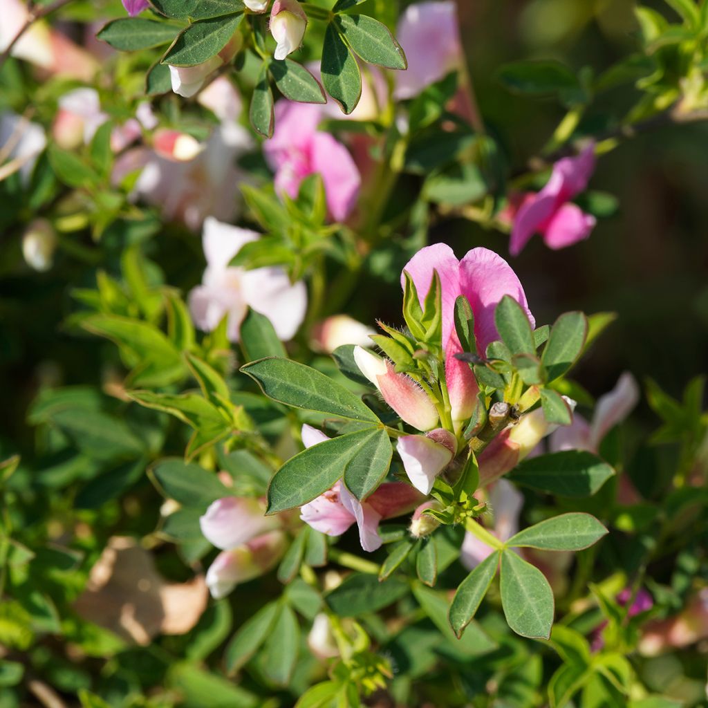 Chamaecytisus purpureus - Purpurroter Geißklee