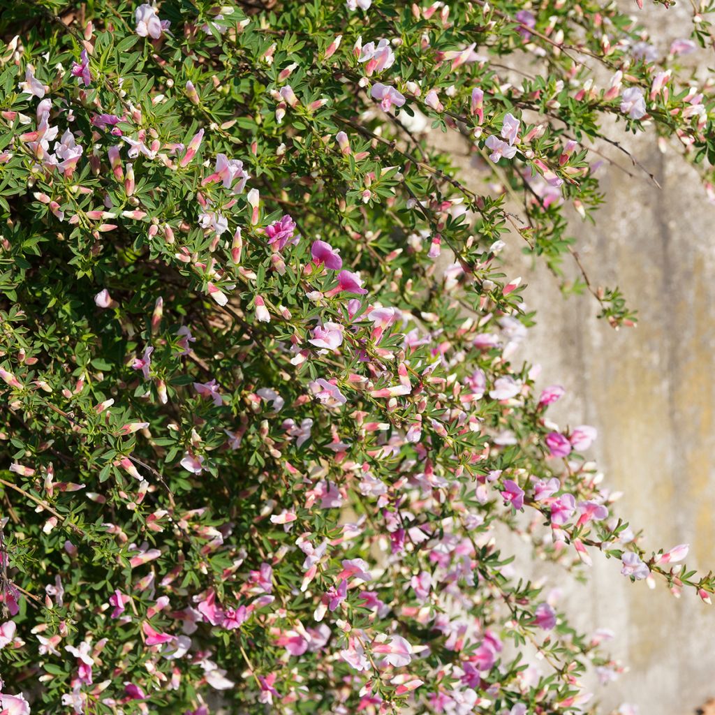 Chamaecytisus purpureus - Purpurroter Geißklee