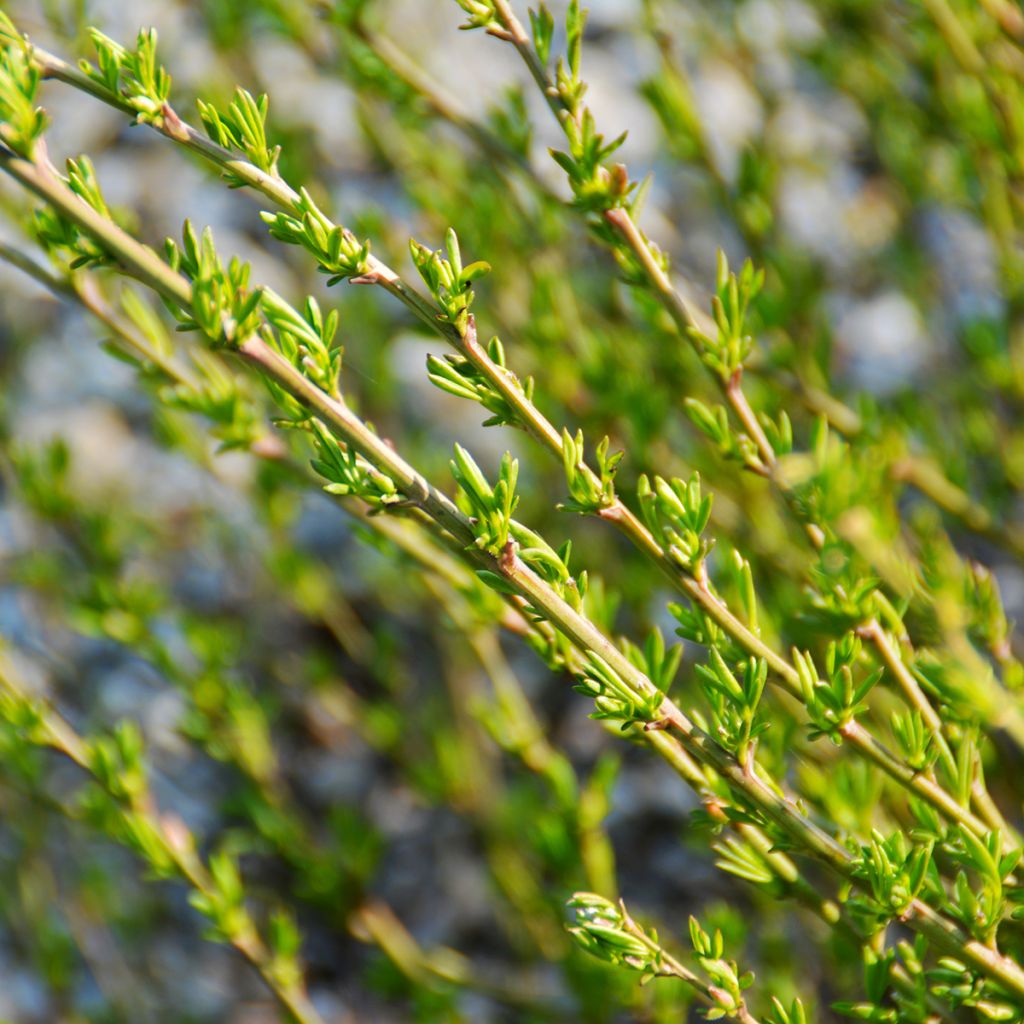 Chamaecytisus purpureus - Purpurroter Geißklee