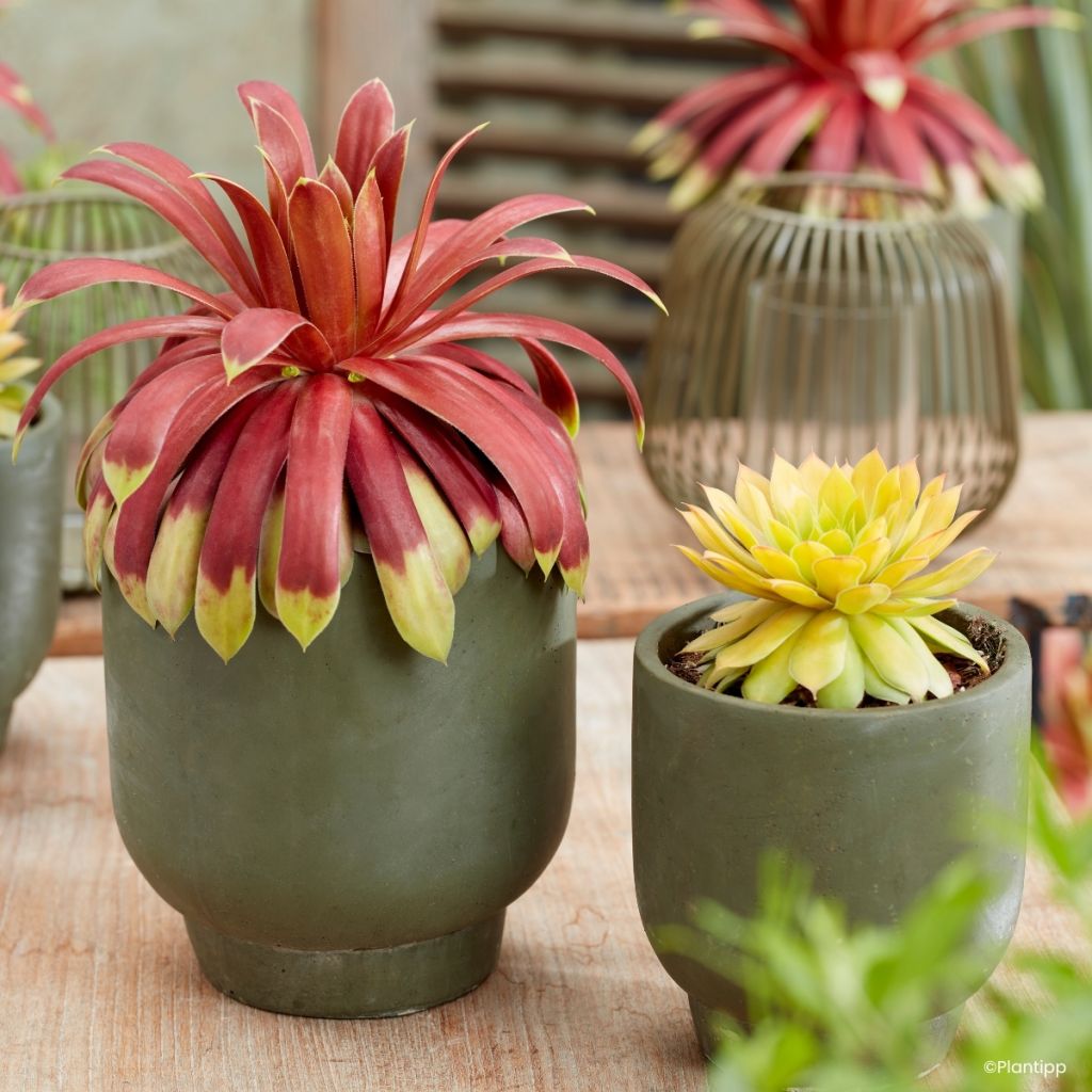 Hauswurz Chick Charms Giants Gold Mine - Sempervivum