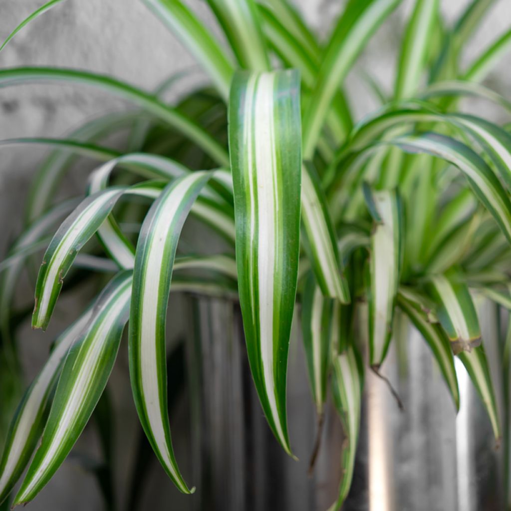 Chlorophytum Variegatum - Grünlilie