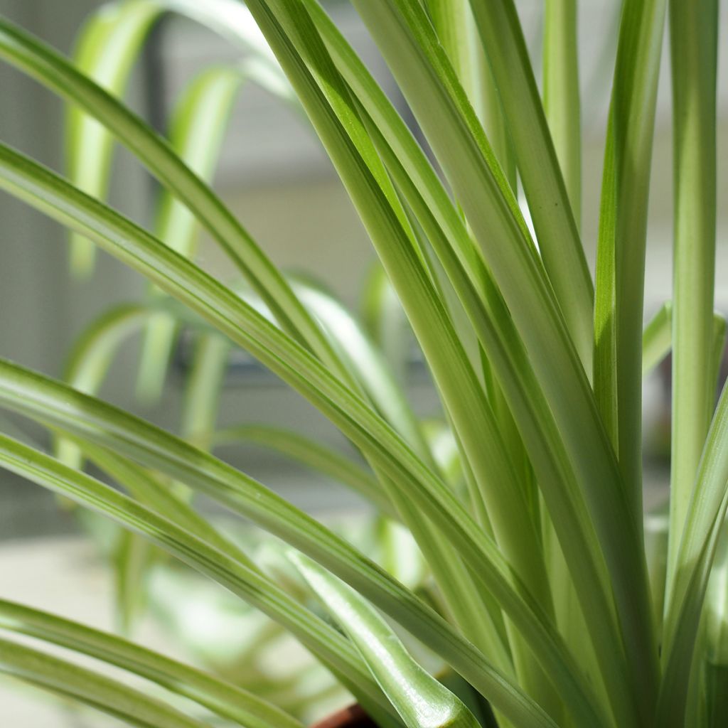 Chlorophytum nepalense - Grünlilie
