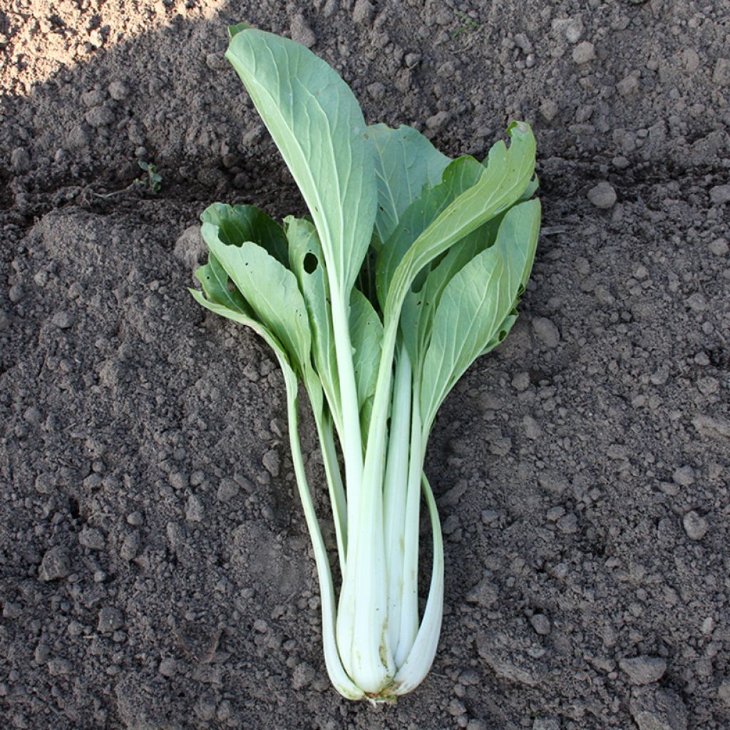 China-Kohl Pak Choi Taï Saï BIO