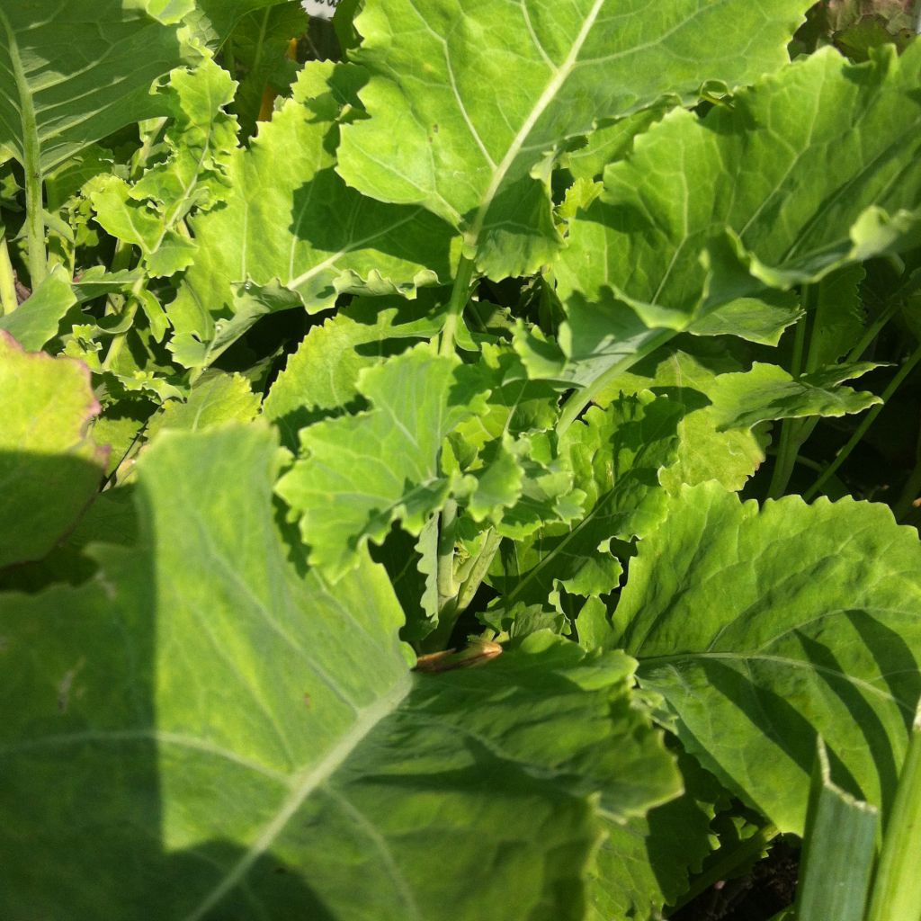 Baumkohl Daubenton BIO