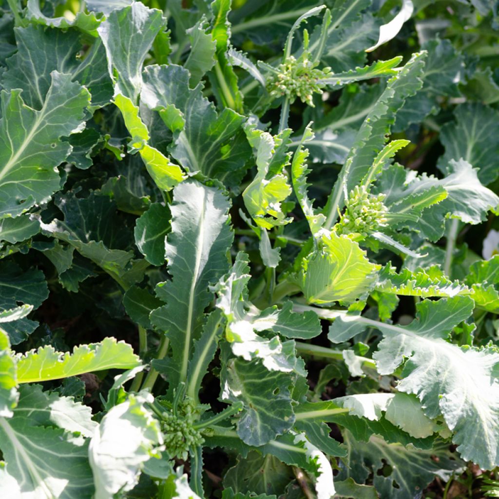 Baumkohl Daubenton BIO