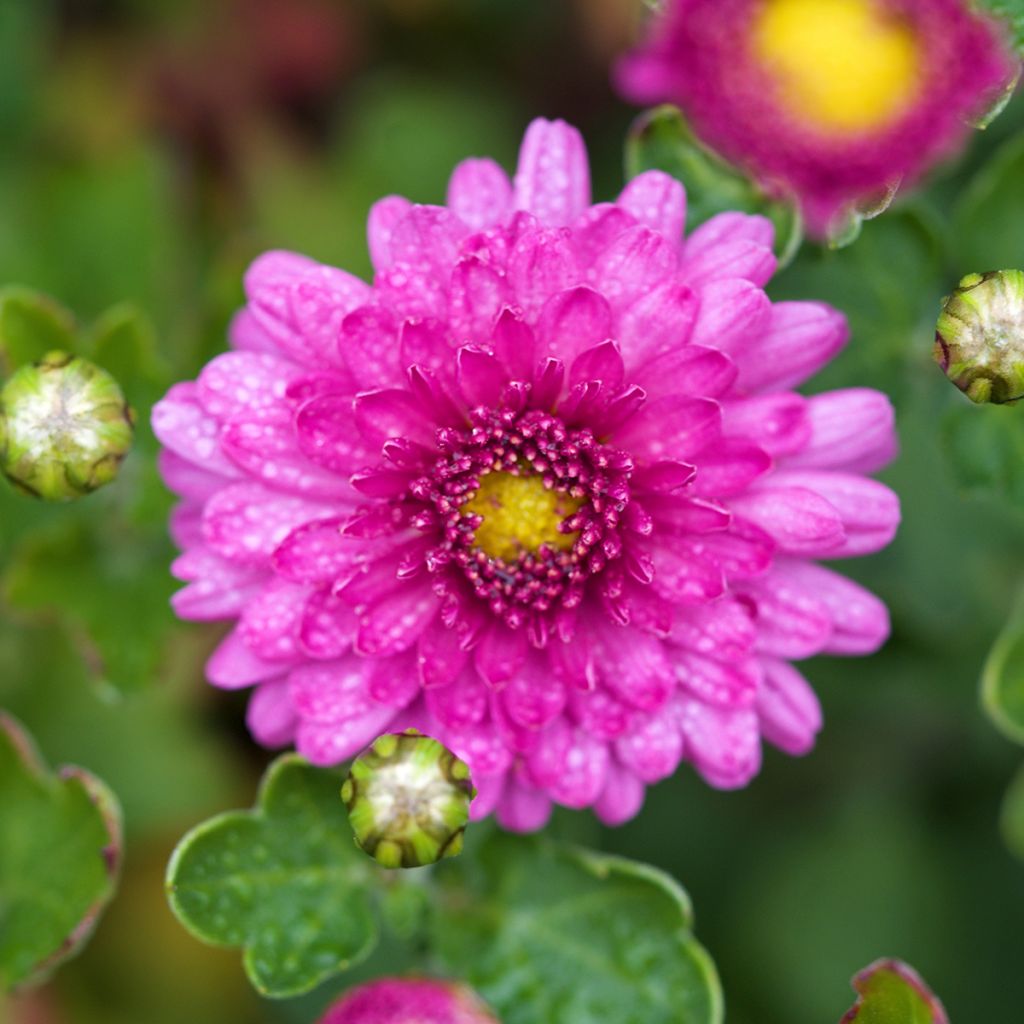 Chrysanthemum Mei Kyo - Herbst-Chrysantheme