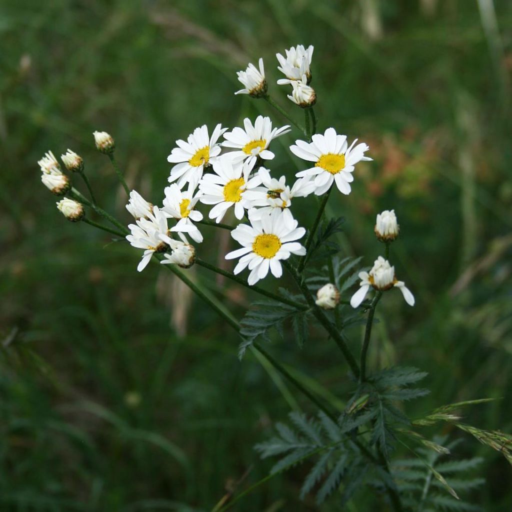 Tanacetum corymbosum - Straußmargerite