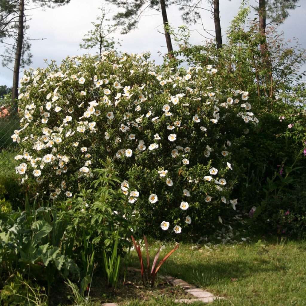 Zistrose Jenkyn Place - Cistus x dansereaui
