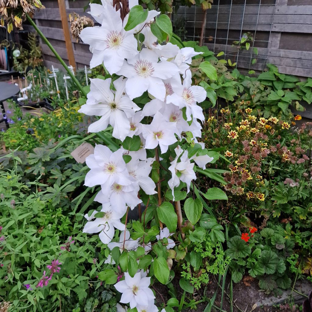 Waldrebe Guernsey Flute - Clematis 