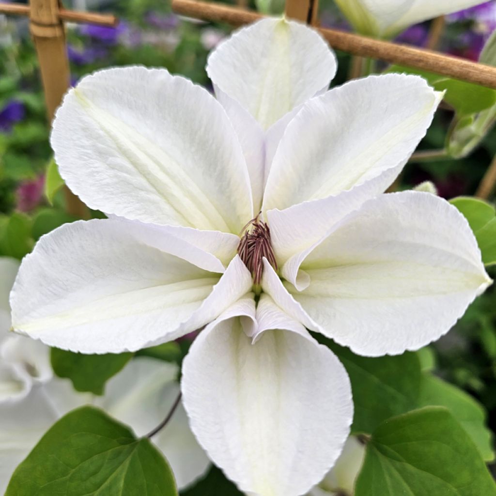 Waldrebe Guernsey Flute - Clematis 