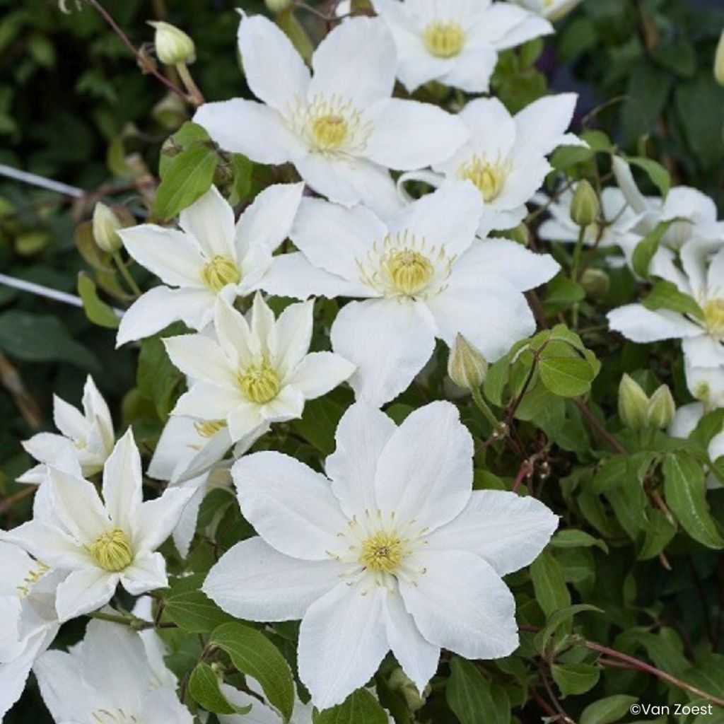 Waldrebe Madame Blanc - Clematis