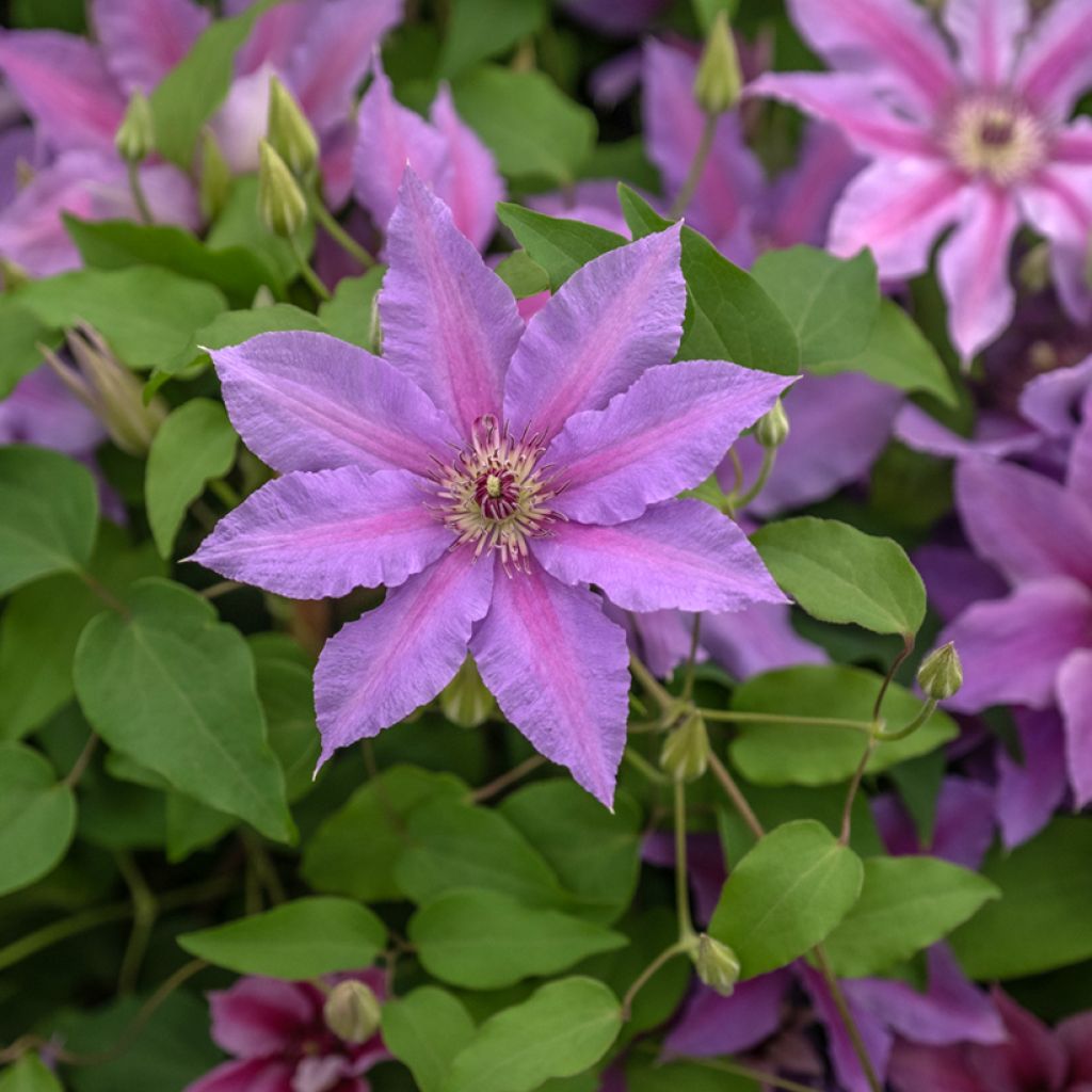 Waldrebe Tumaini - Clematis 