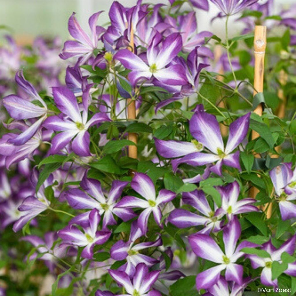 Clematis viticella Glorious Cloud - Waldrebe