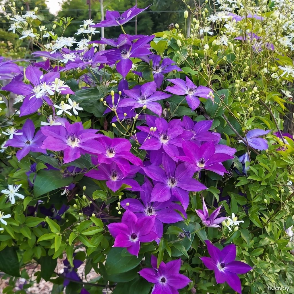 Waldrebe Mont St Michel - Clematis