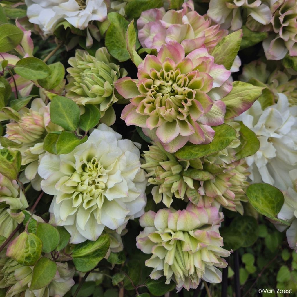 Waldrebe Spring Passion - Clematis