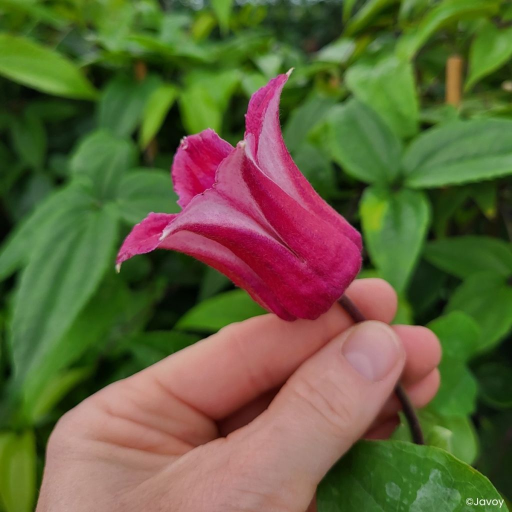 Clematis texensis Notre-Dame de Paris - Texas-Waldrebe