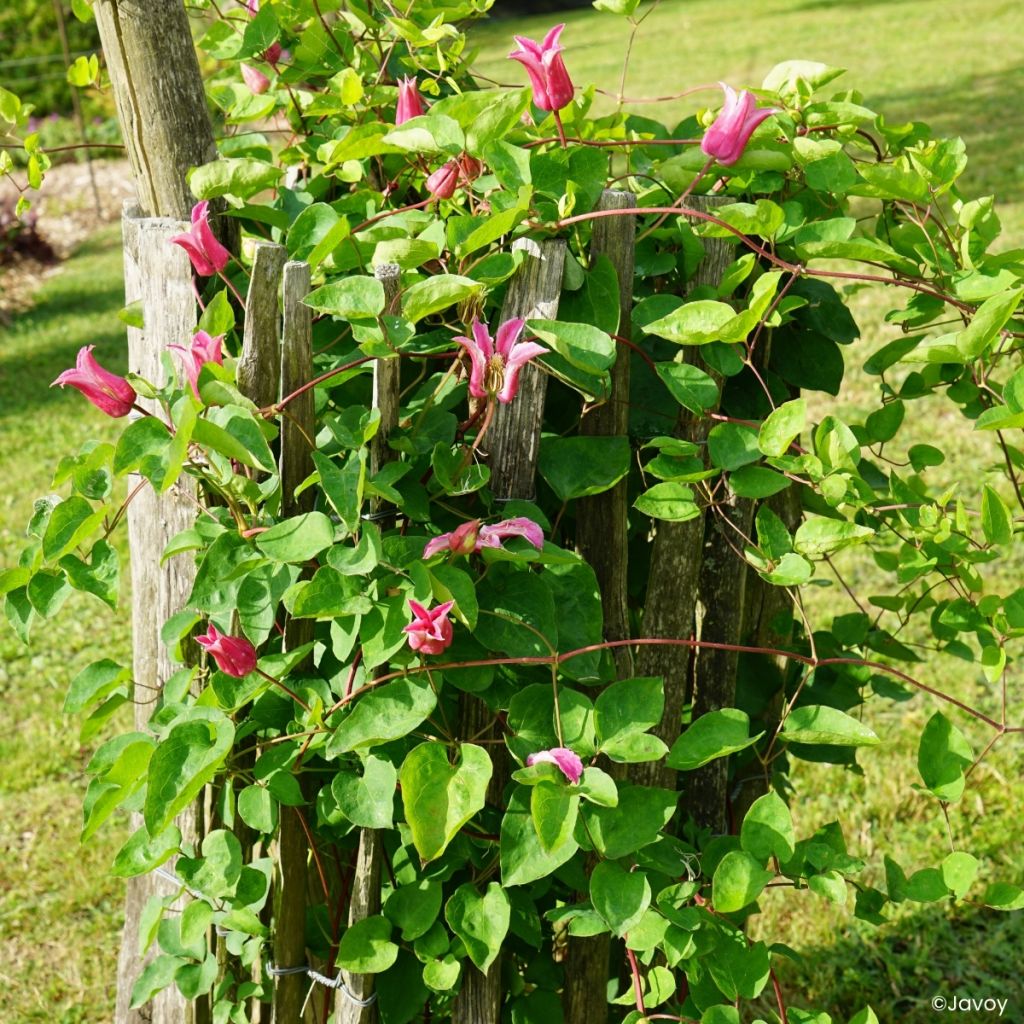 Clematis texensis Notre-Dame de Paris - Texas-Waldrebe