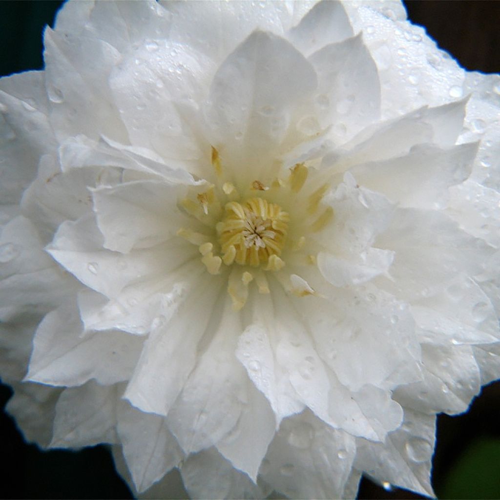 Waldrebe Arctic Queen - Clematis