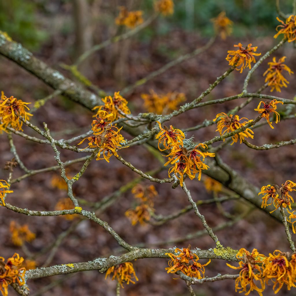 Clematis tibetana var. vernayi Orange Peel - Waldrebe