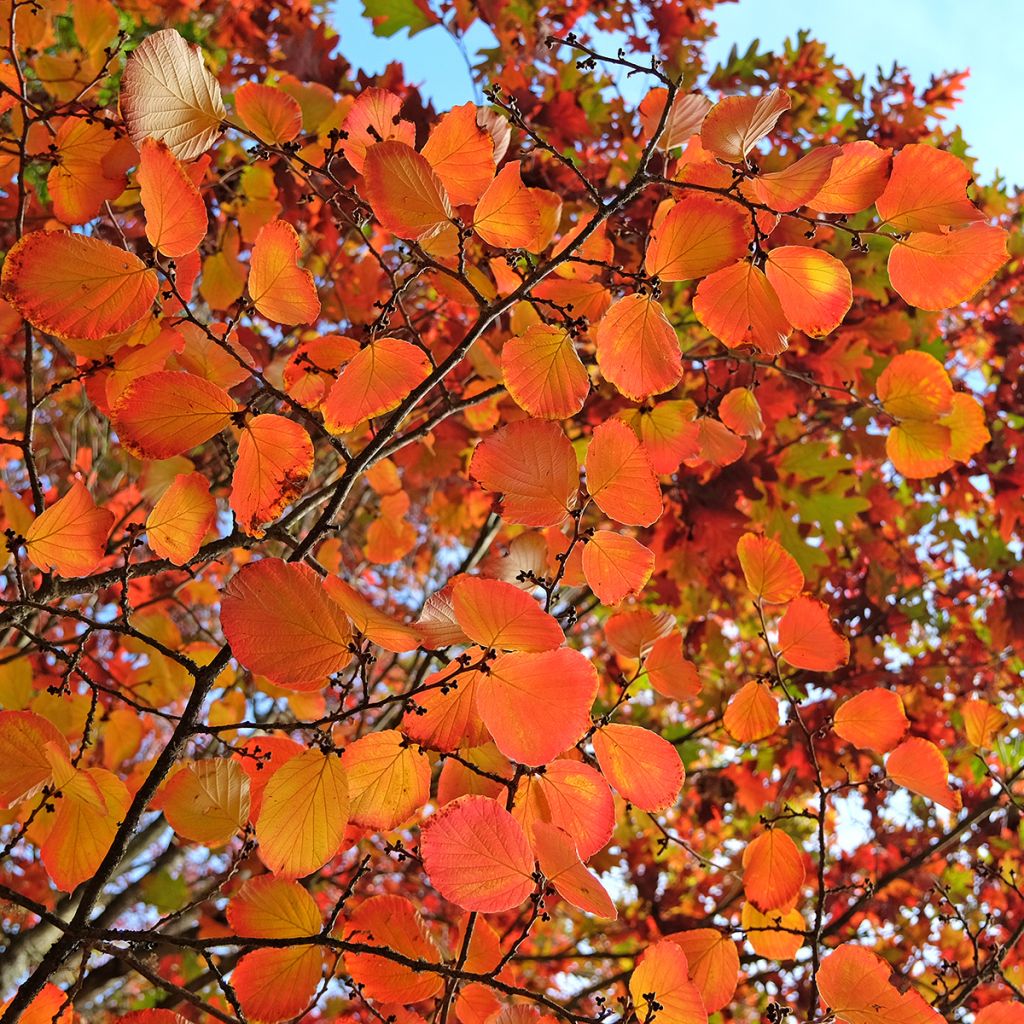 Clematis tibetana var. vernayi Orange Peel - Waldrebe
