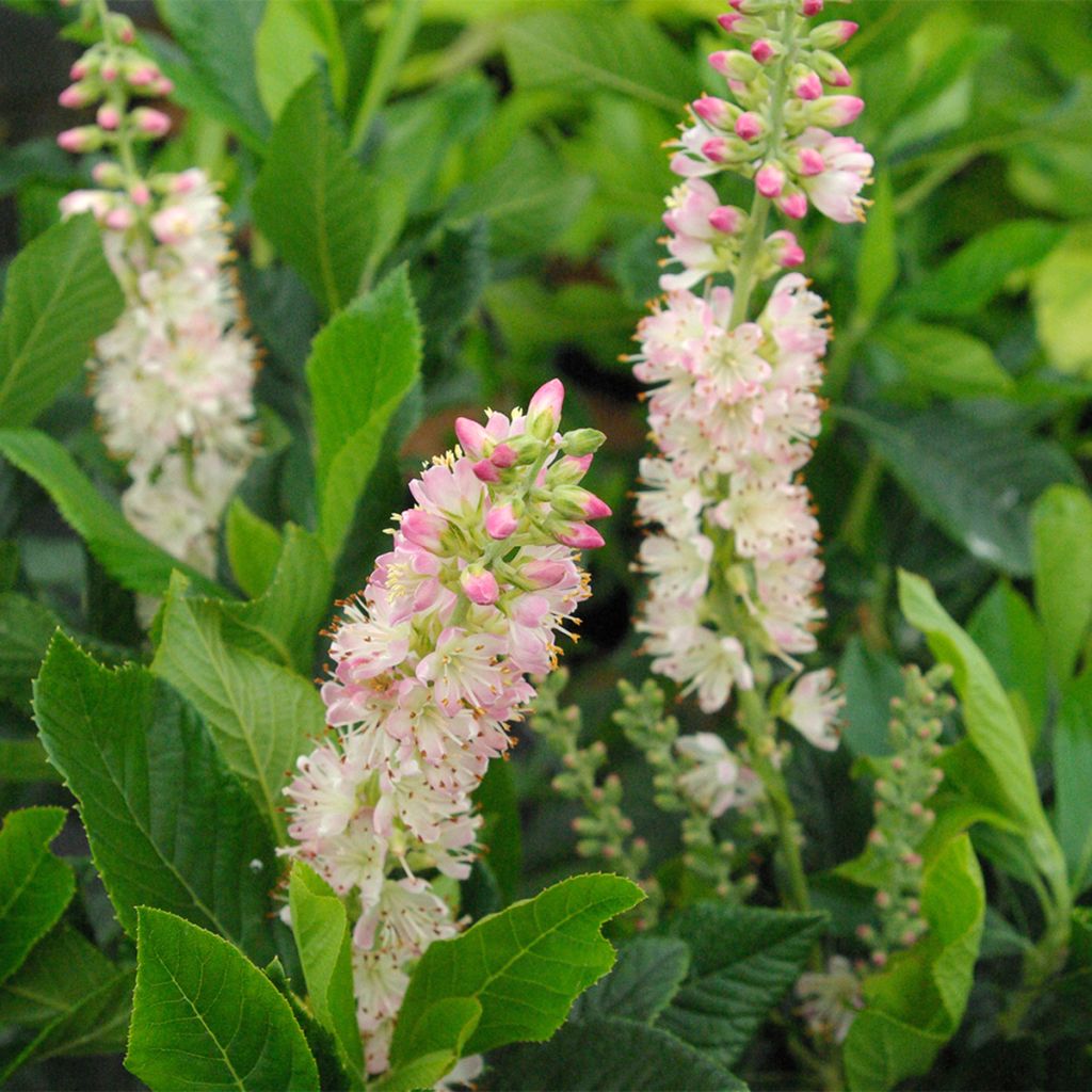 Clethra alnifolia Rosea - Scheineller