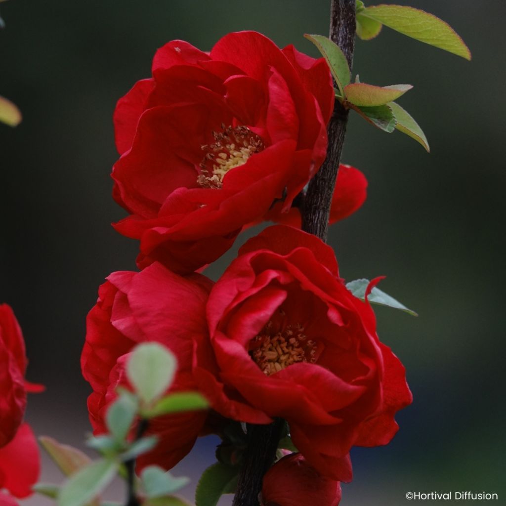 Zierquitte Double Delice Love - Chaenomeles speciosa 