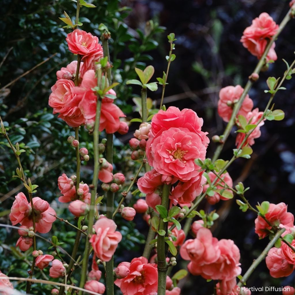 Zierquitte Double Delice Passion - Chaenomeles speciosa 