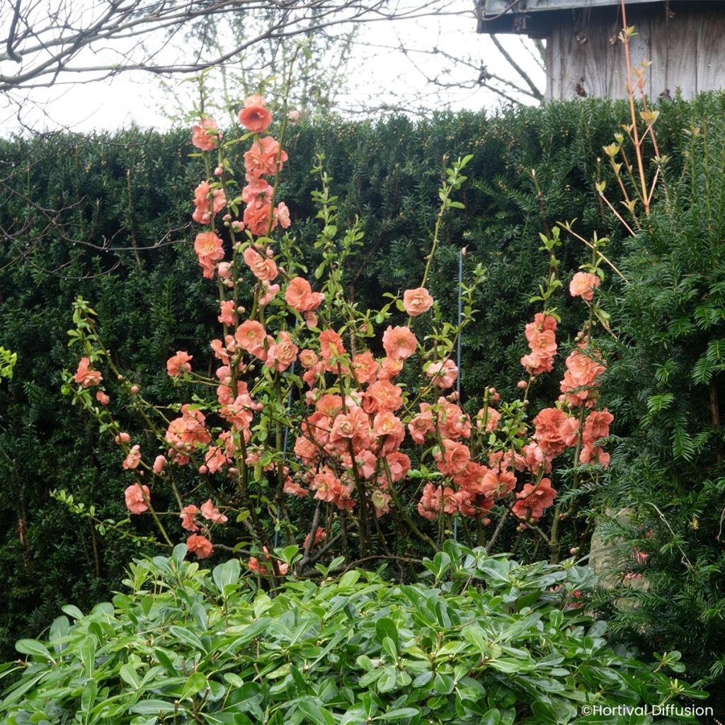 Zierquitte Double Delice Passion - Chaenomeles speciosa 