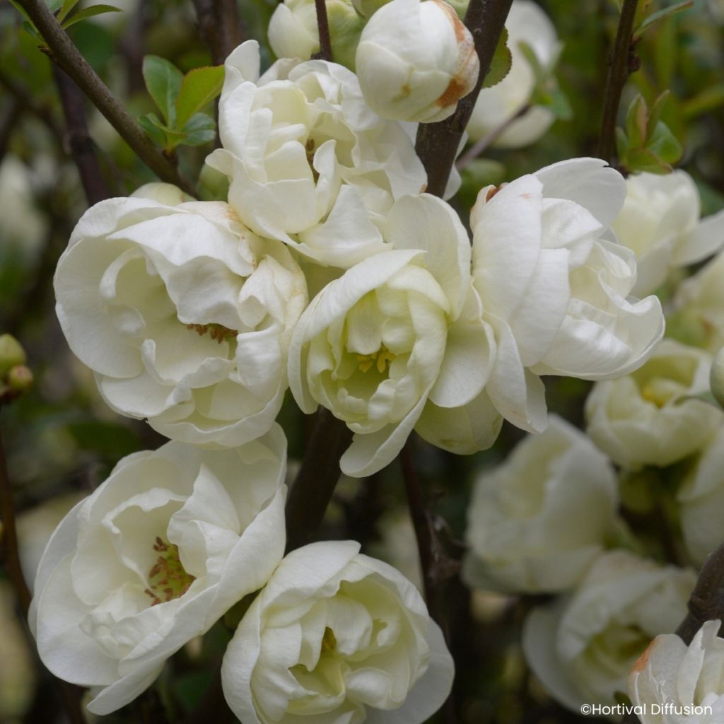 Zierquitte Double Delice Pure - Chaenomeles speciosa 