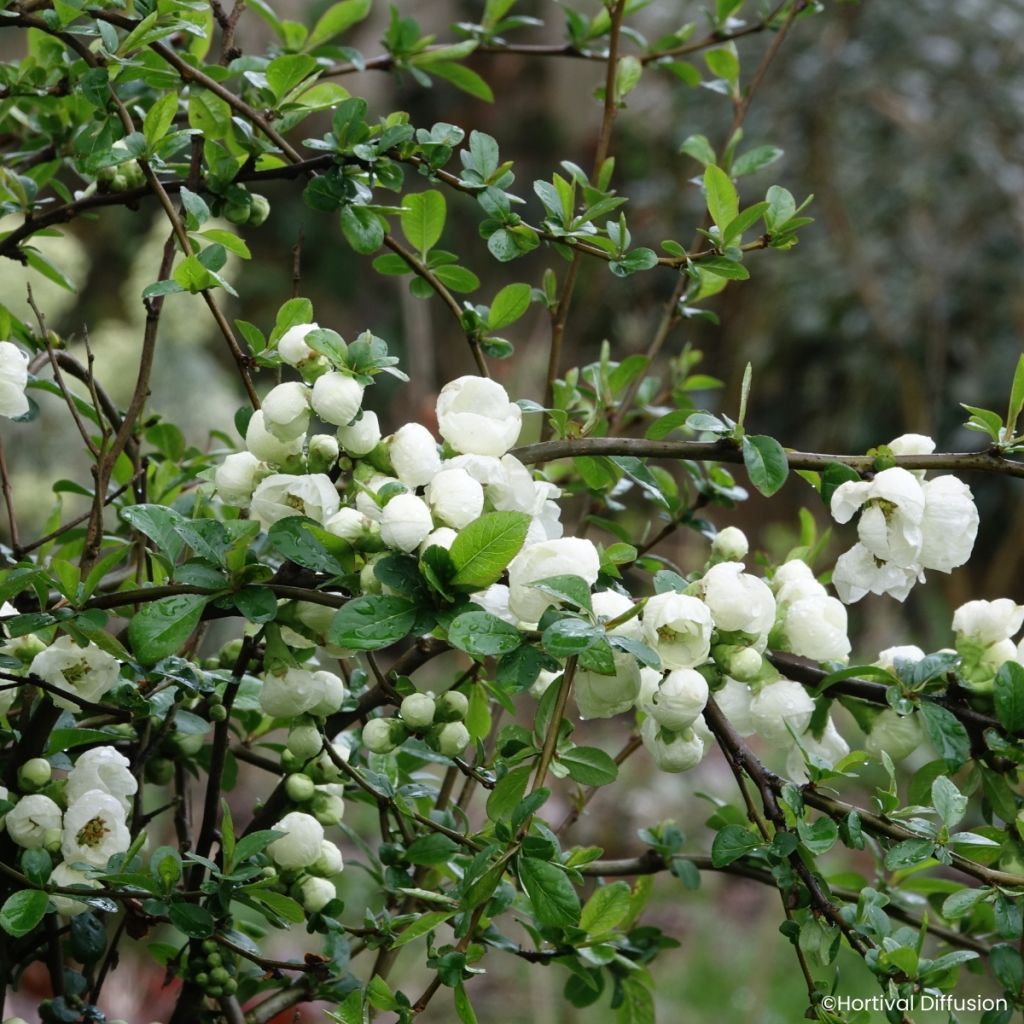 Zierquitte Double Delice Pure - Chaenomeles speciosa 