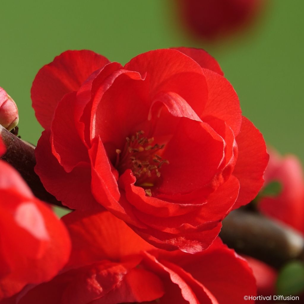 Zierquitte Double Delice Rouge Baiser - Chaenomeles speciosa 