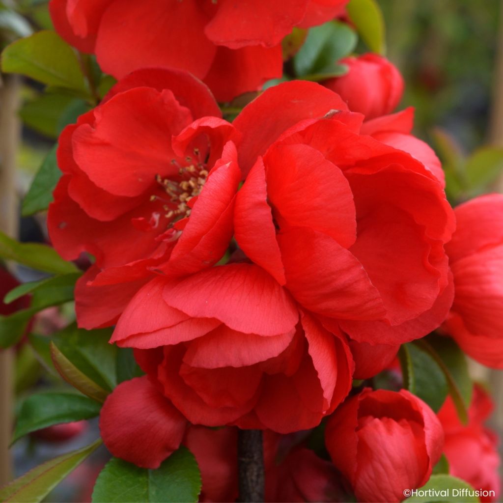 Zierquitte Double Delice Rouge Baiser - Chaenomeles speciosa 