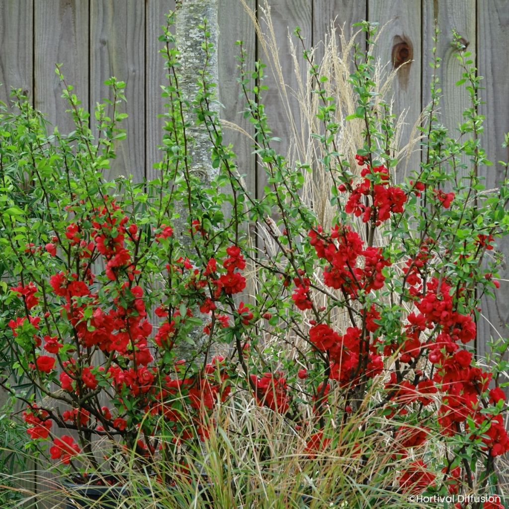 Zierquitte Double Delice Rouge Baiser - Chaenomeles speciosa 