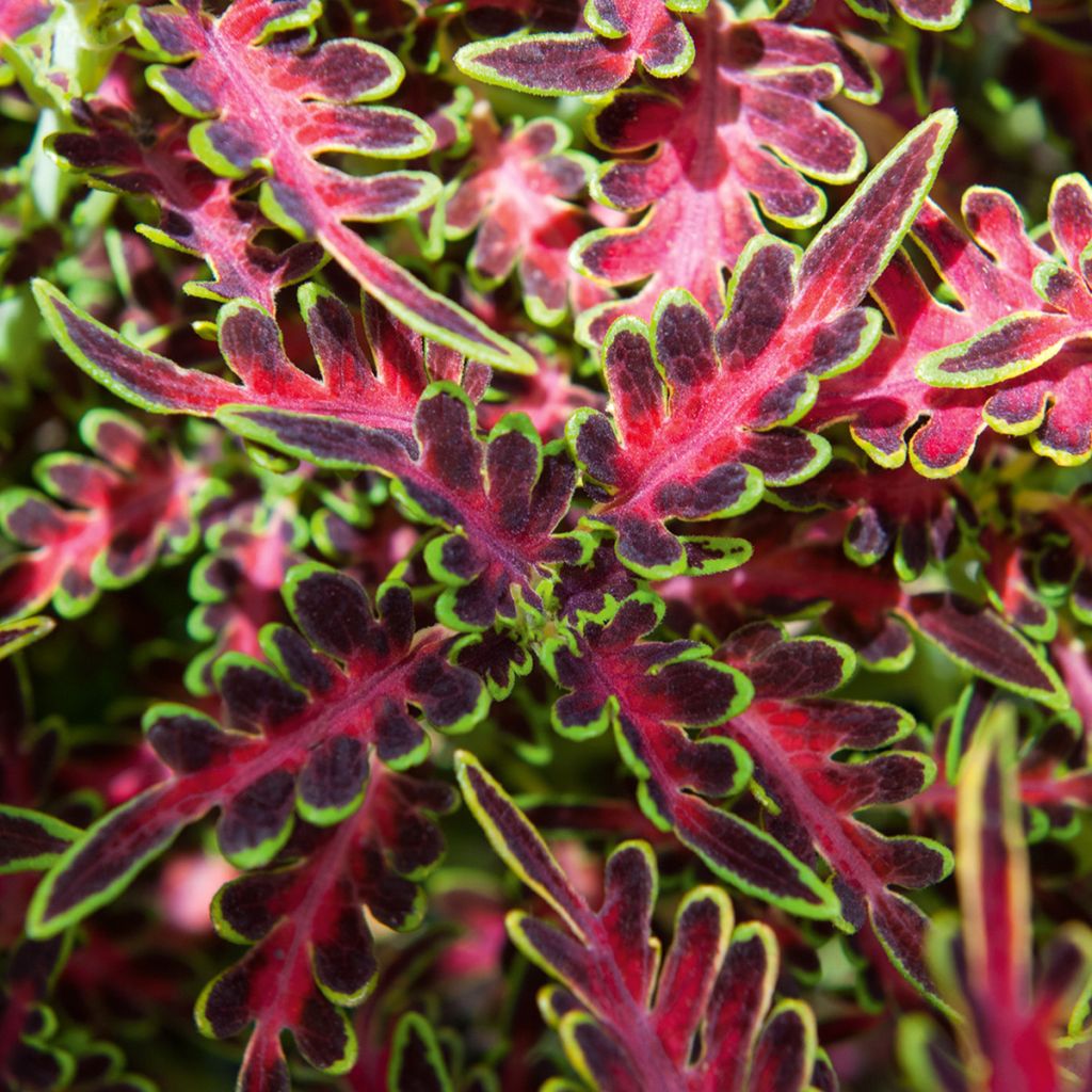 Coleus Tropical Feather - Buntnessel