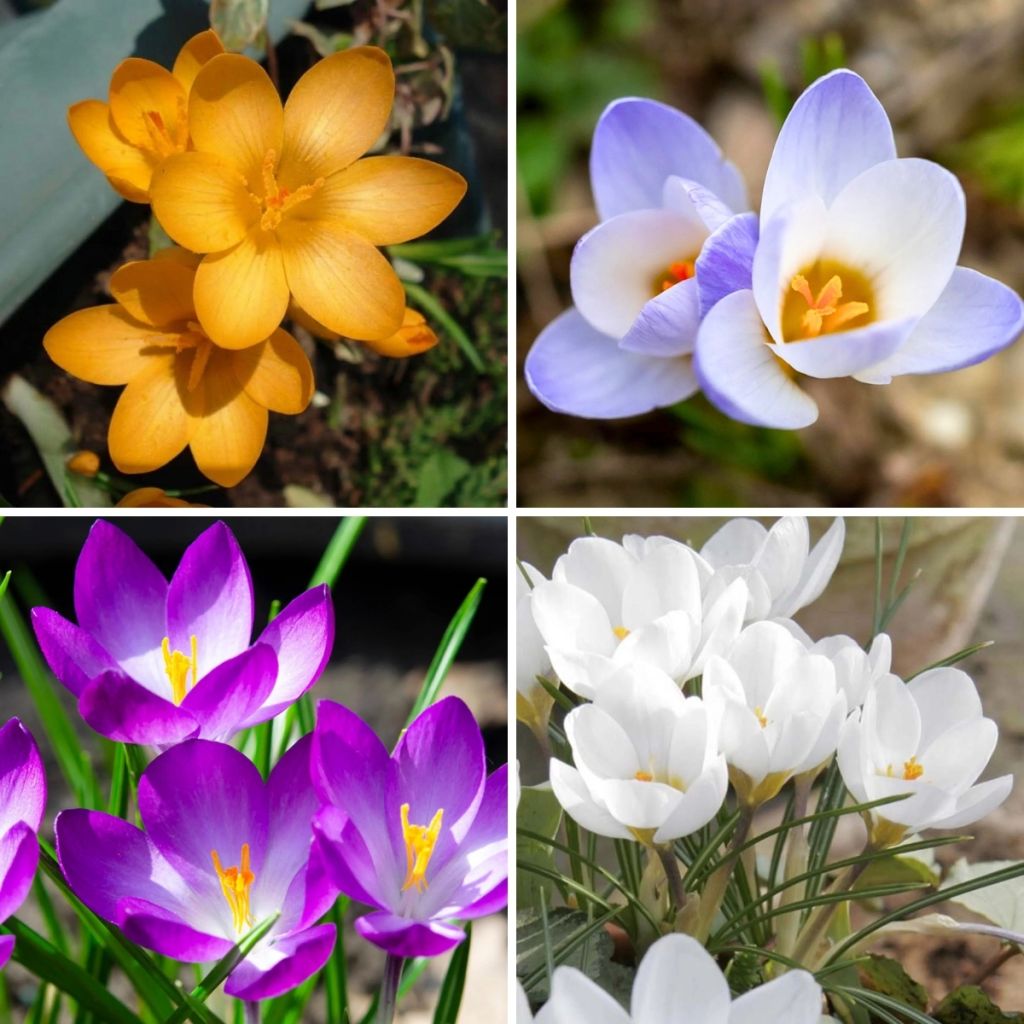 Sammlung von 115 botanischen Krokussen