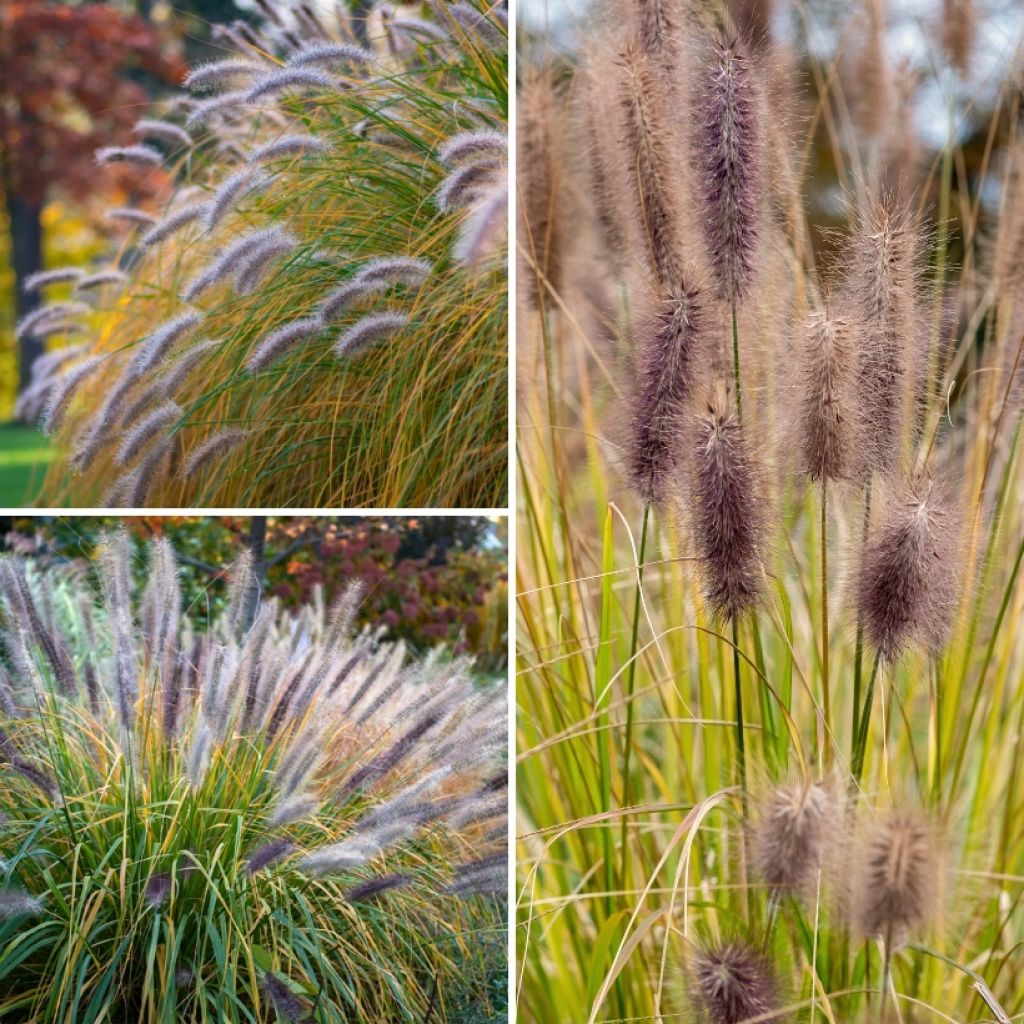 Pennisetum-Kollektion - Federgras