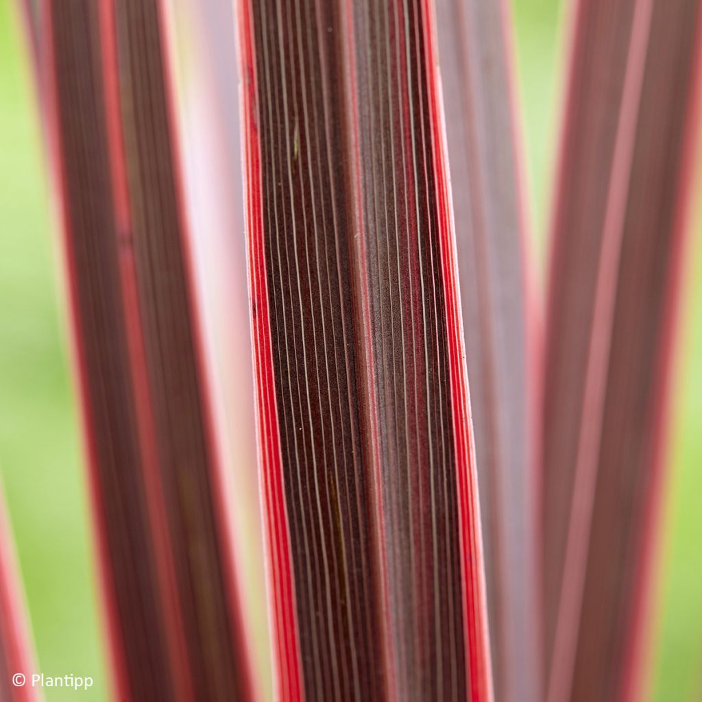 Cordyline australis Charlie boy - Keulenlilie