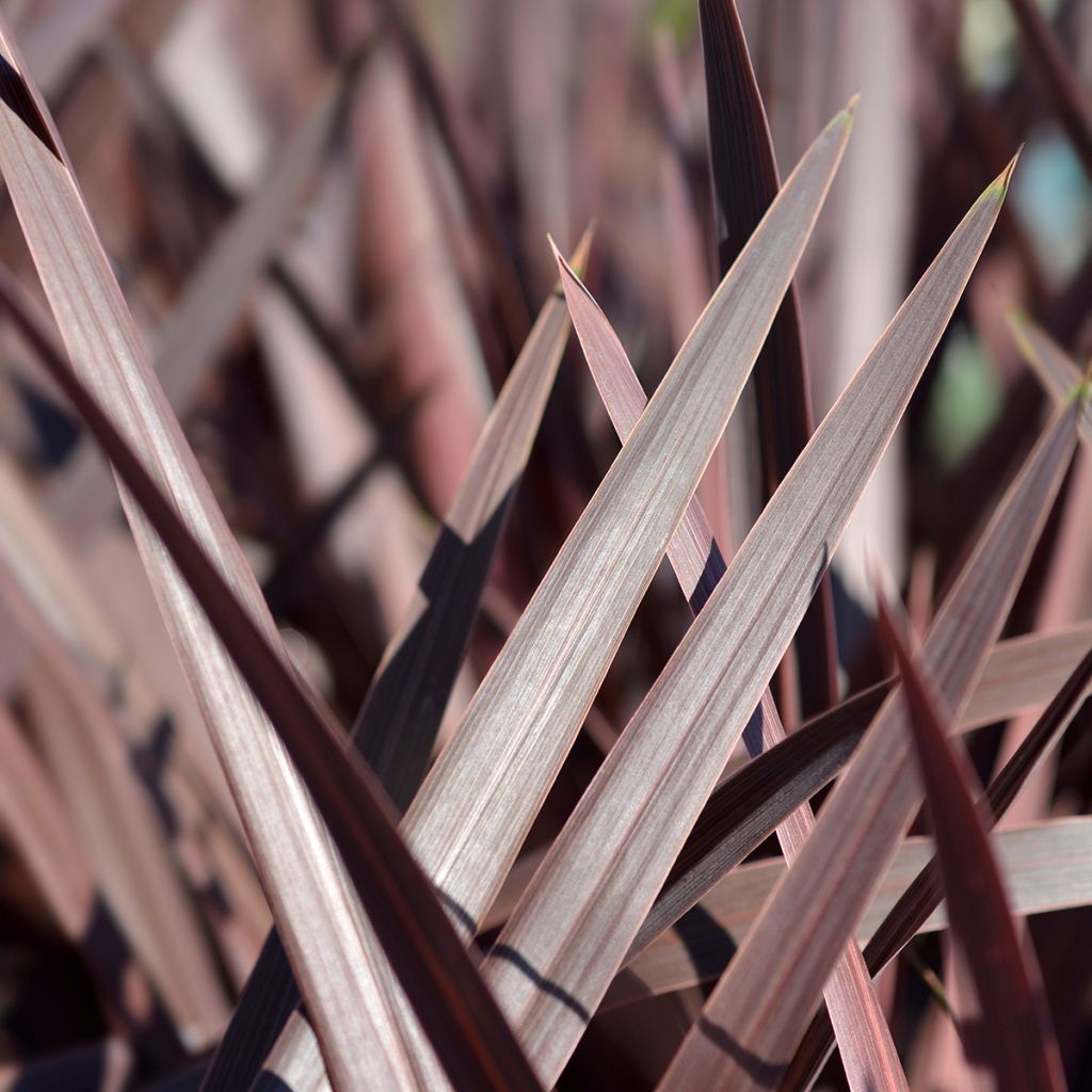 Cordyline australis Red Star - Keulenlilie