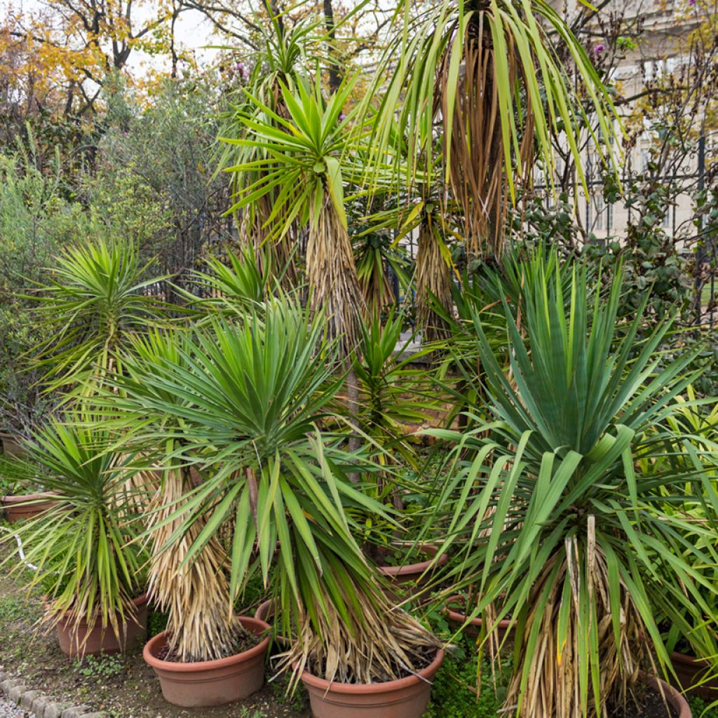 Cordyline indivisa - Keulenlilie
