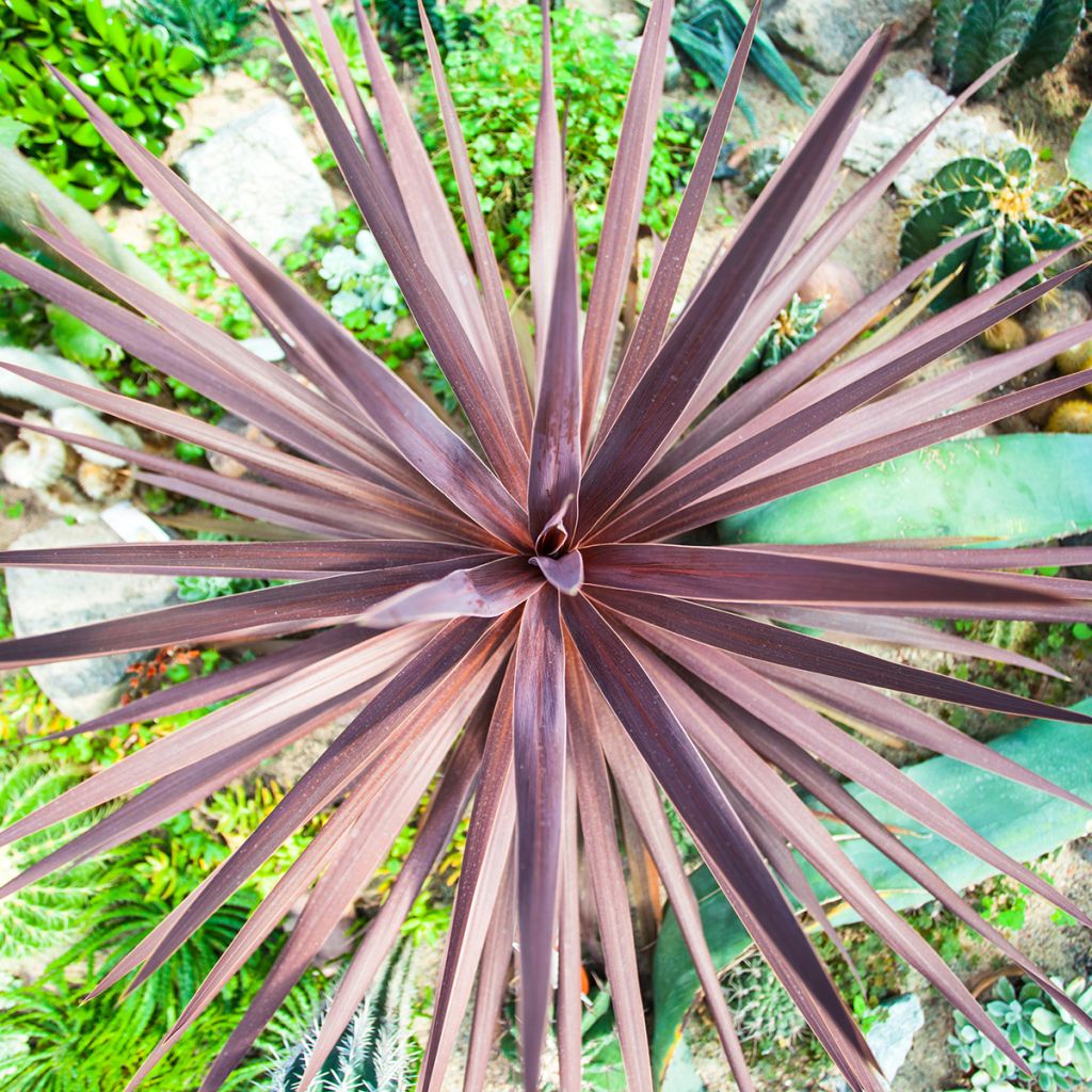 Graines de Cordyline australis Groupe Purpurea