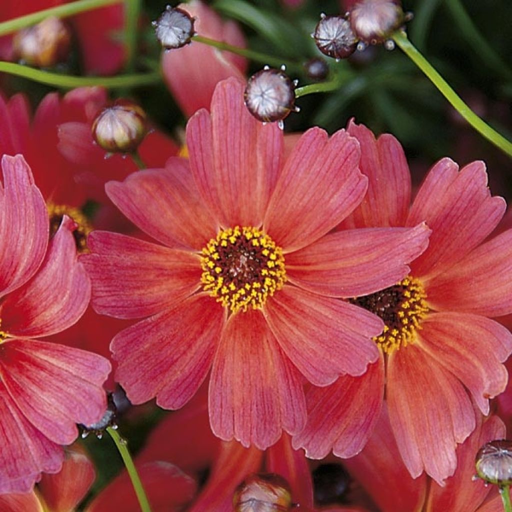 Mädchenauge Sunstar Orange - Coreopsis
