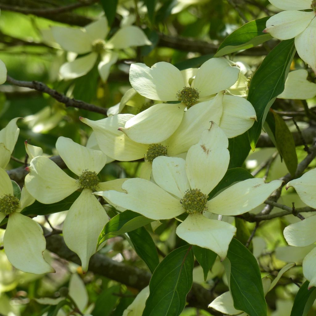 Cornus capitata - Benthams Hartriegel
