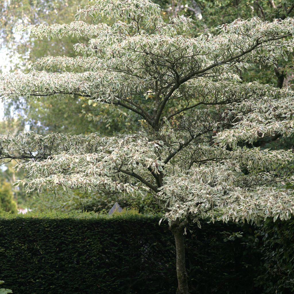 Benthams Hartriegel Variegata - Cornus controversa