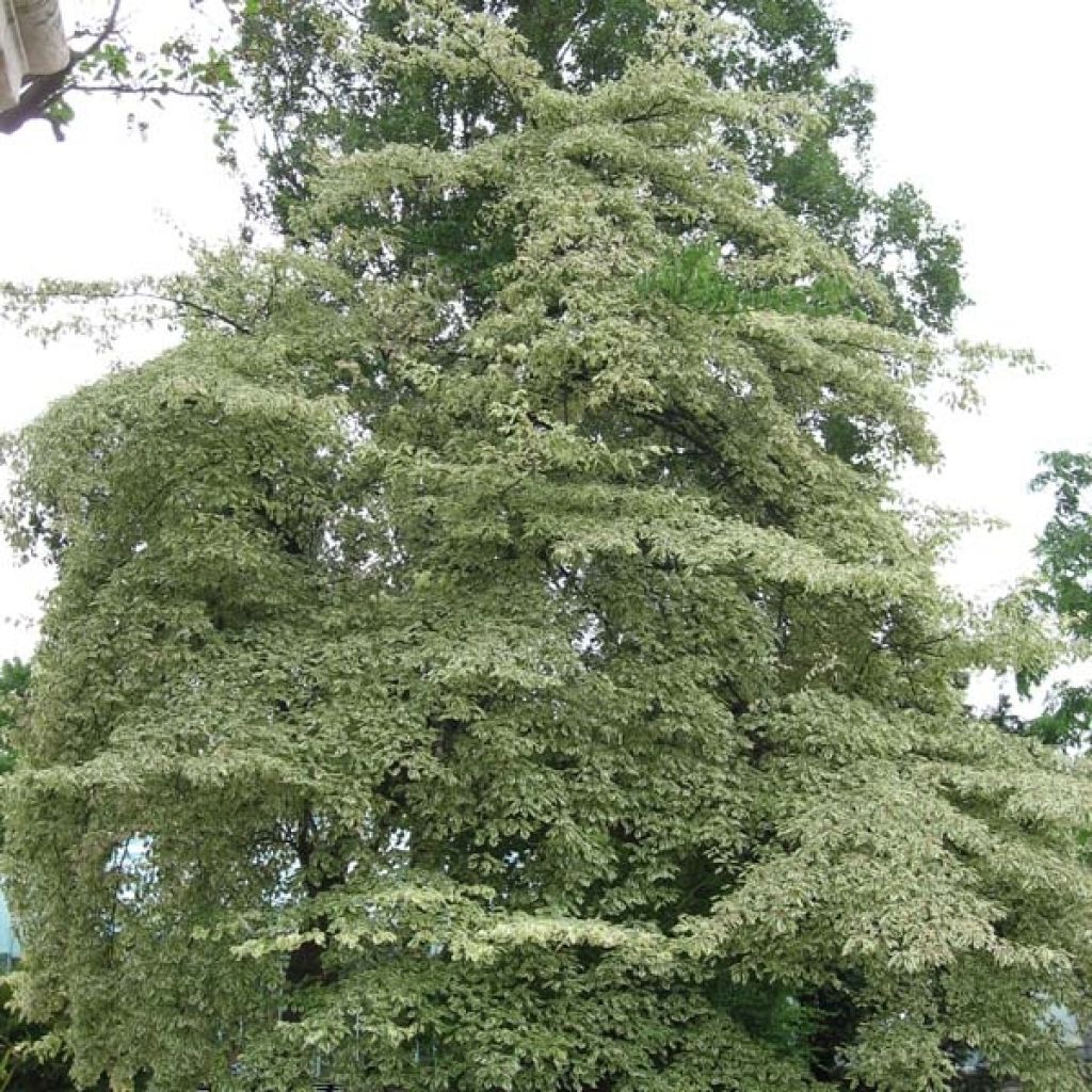 Benthams Hartriegel Variegata - Cornus controversa
